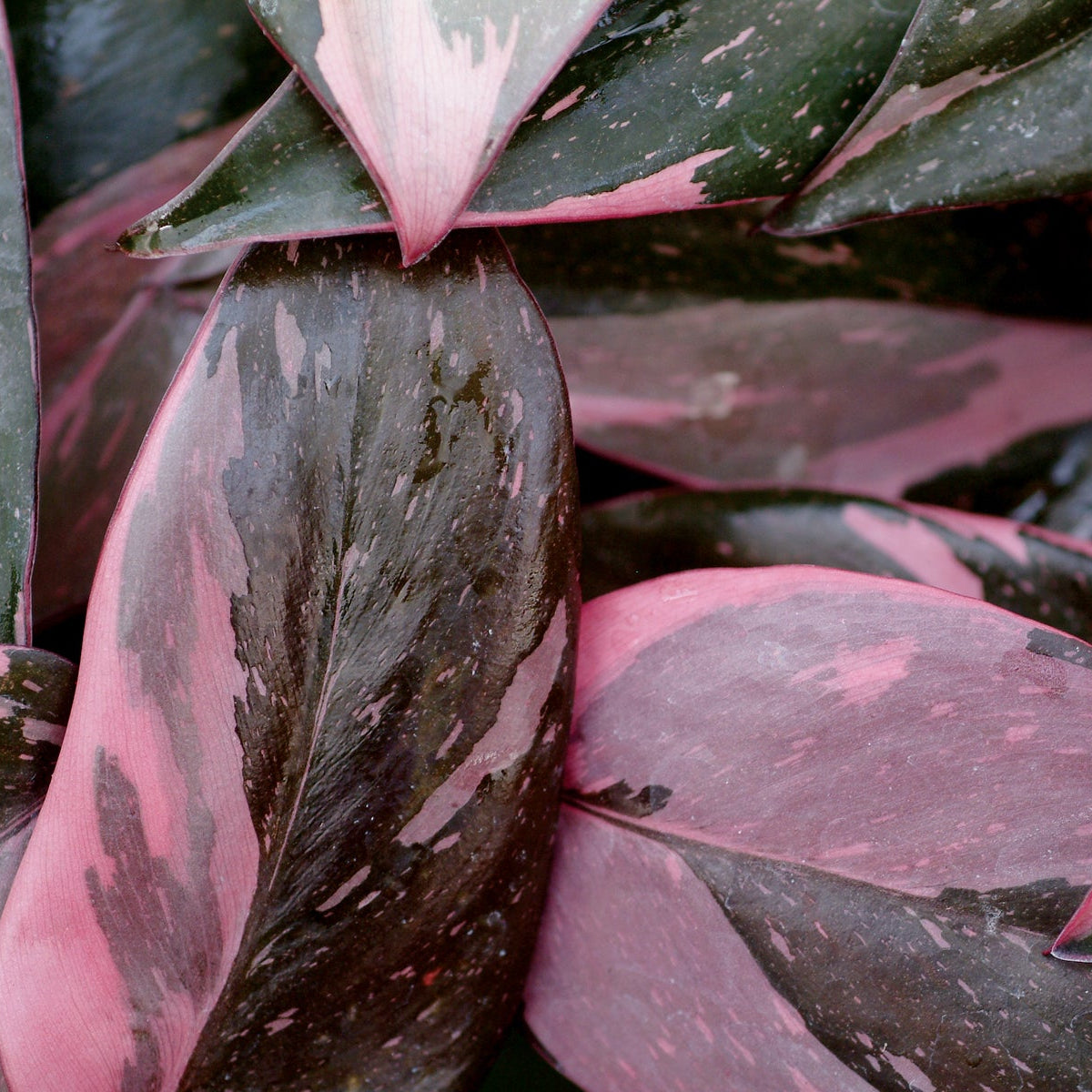 Pink Princess Philodendron
