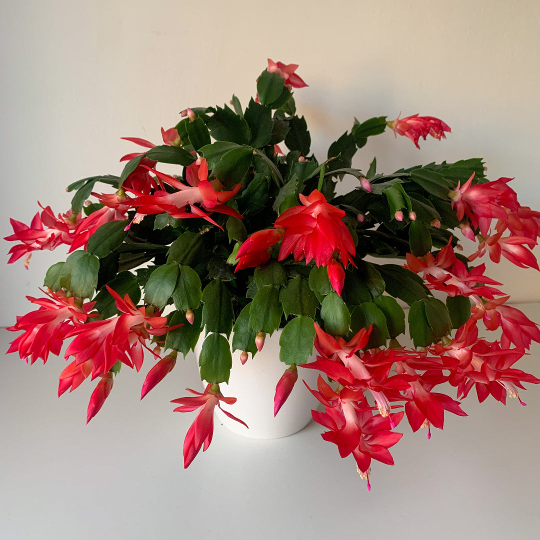 Red Christmas Catus