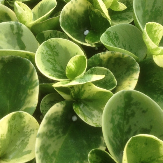 Marble Peperomia